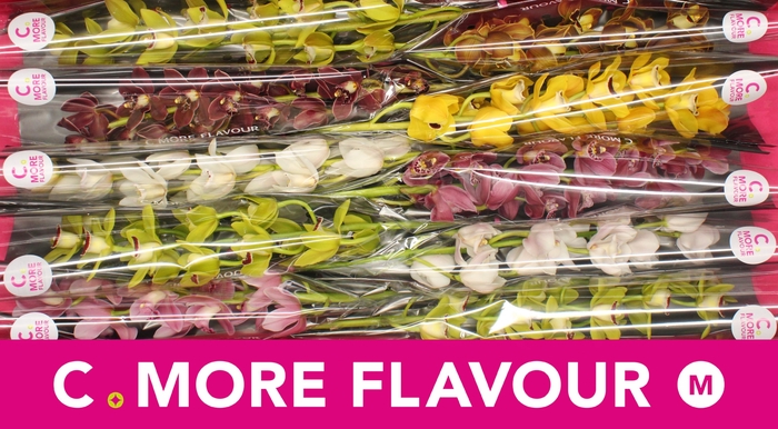 <h4>Mini cymbidium 'Mix 60 cm'</h4>