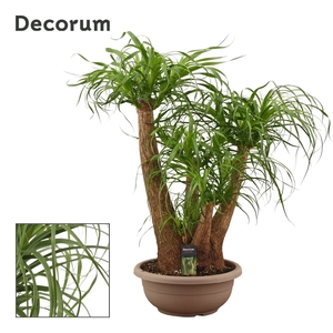 Beaucarnea vertakt compact in 35 cm schaal (Decorum)