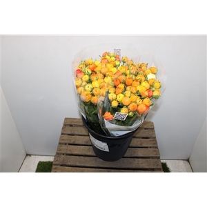 Ranunculus Elegance Orange