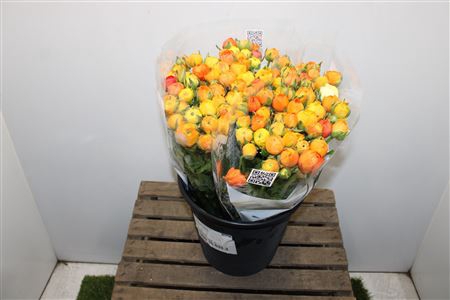 <h4>Ranunculus Elegance Orange</h4>