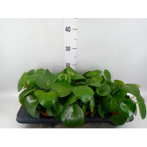 Peperomia polybotrya 'Raindrop'