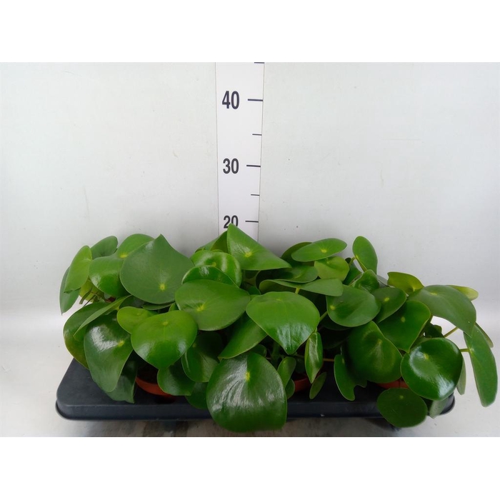 <h4>Peperomia polybotrya 'Raindrop'</h4>