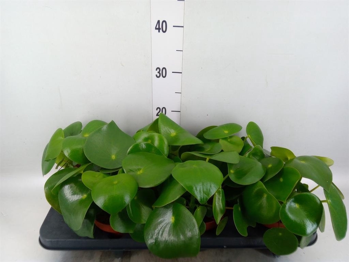 Peperomia polybotrya 'Raindrop'