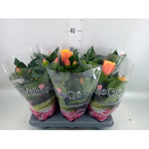 Hibiscus rosa-sin.   ...