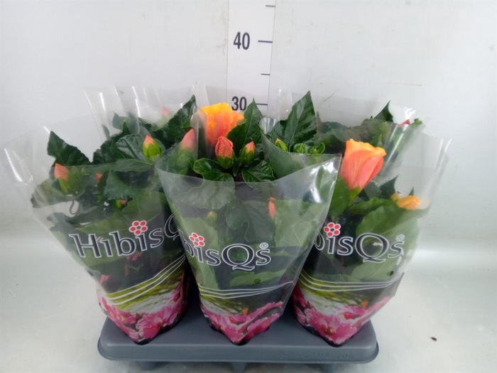 <h4>Hibiscus rosa-sin.   ...</h4>