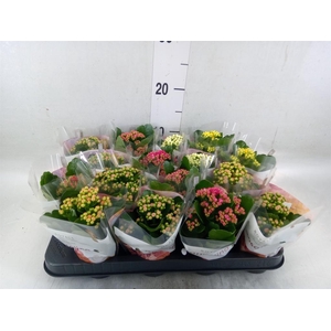 Kalanchoe blos. 'RoyalDon'   ..mix