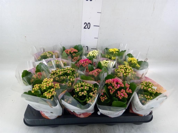 <h4>Kalanchoe blos. 'RoyalDon'   ..mix</h4>