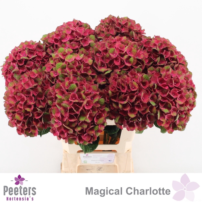 <h4>HYDR M MAG CHARLOTTE</h4>