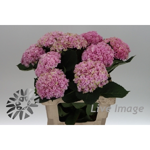 Hydrangea mag revolution pink