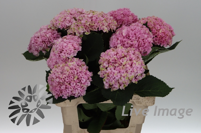 <h4>Hydrangea mag revolution pink</h4>