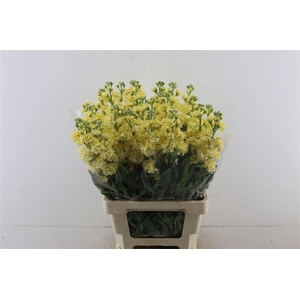 Matth Iron Yellow 60cm