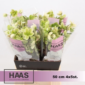 HELLEB MAGNIF BELLS 4 x 5 st.