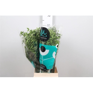 Chasmanth Lat Mantis