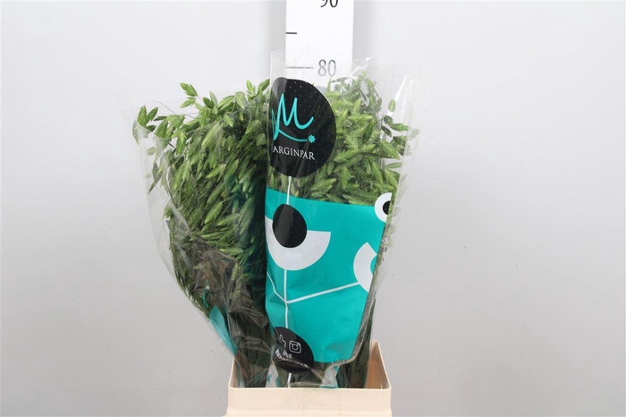 Chasmanth Lat Mantis