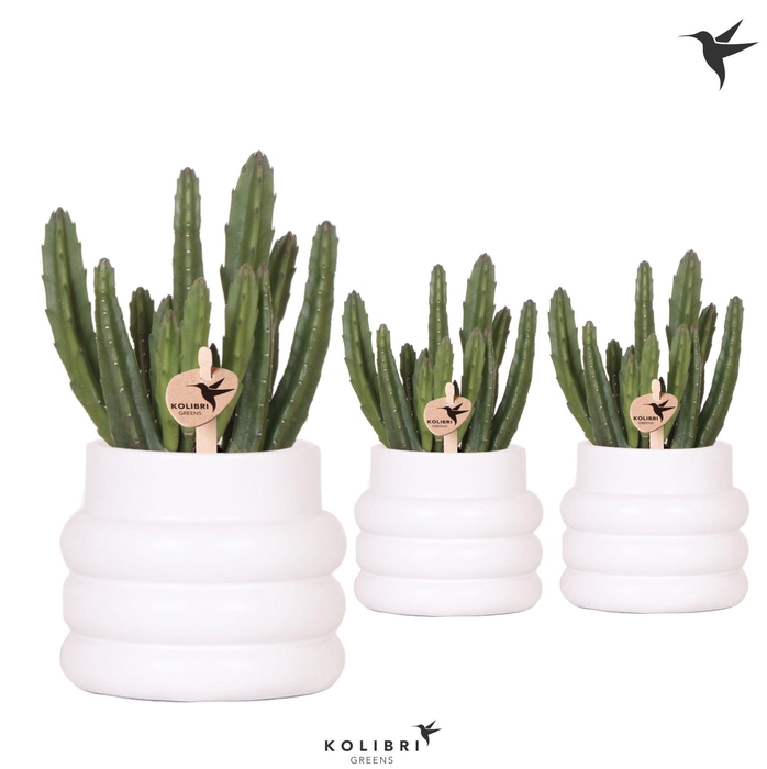 <h4>Kolibri Greens Stapelia Leendertziae in Bubble pot white</h4>