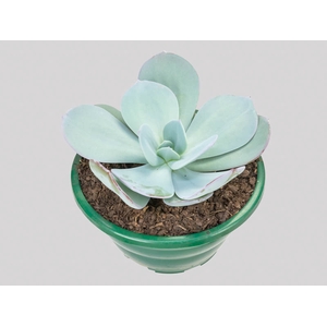 ECHEVERIA GILA C21