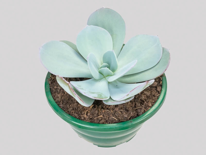 <h4>ECHEVERIA GILA C21</h4>