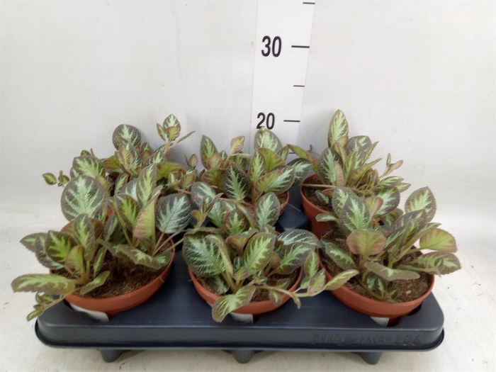 <h4>Episcia   ...</h4>