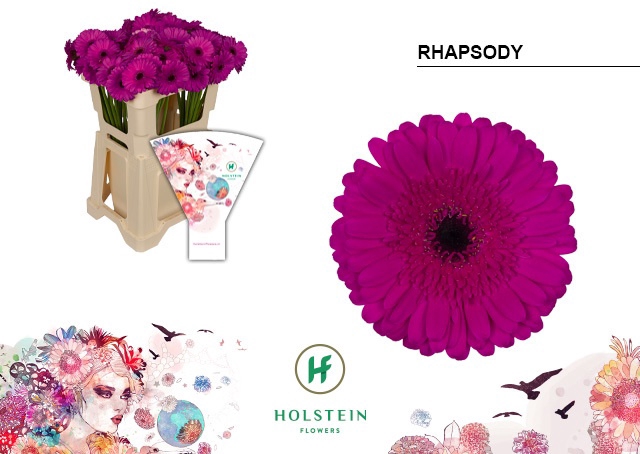 <h4>GE MI RHAPSODY Emmer Hoes x80</h4>