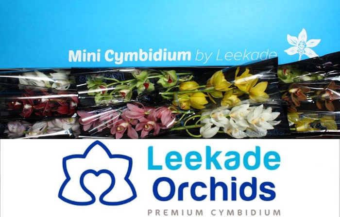 <h4>Cymbidium Mini Mix X10 614 Leekade</h4>