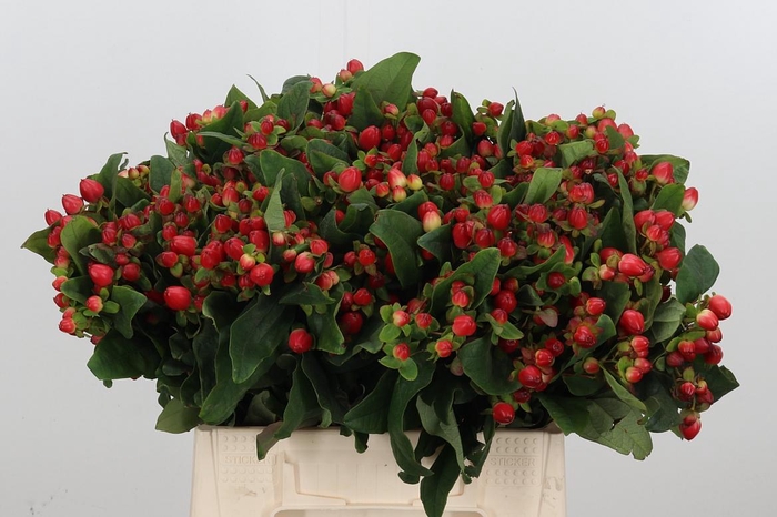 <h4>Hyp Mag Triumph</h4>