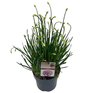 Allium 'Millenium'® sense