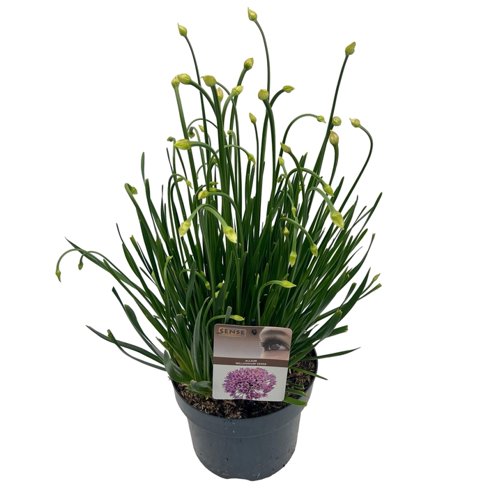 <h4>Allium 'Millenium'® sense</h4>