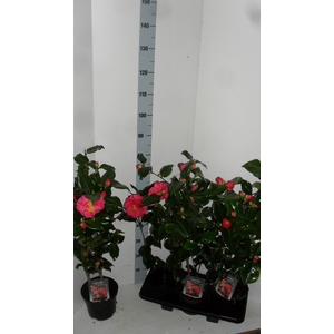 Camellia Japonica Dr. King 19Ø 80cm 15fl