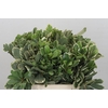 Pittosporum Ilan