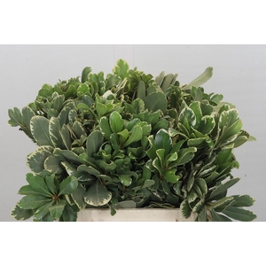 Pittosporum Ilan