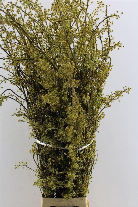 <h4>Litsea Citrodera Japan</h4>