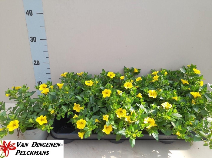 <h4>CALIB MINIF YELLOW</h4>