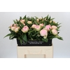 Paeonia Pink Giant