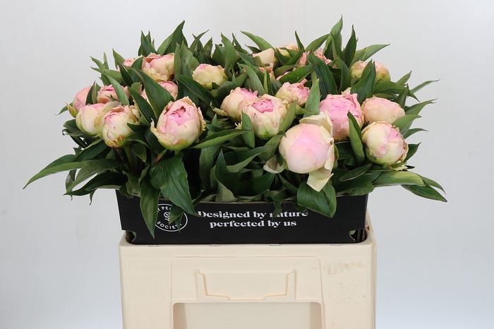 <h4>Paeonia Pink Giant</h4>