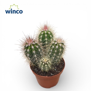 Pachycereus Pringlei