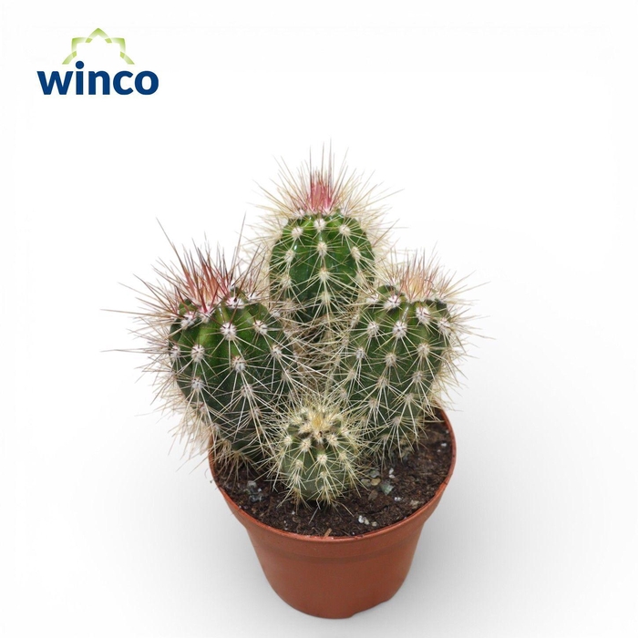 <h4>Pachycereus Pringlei</h4>