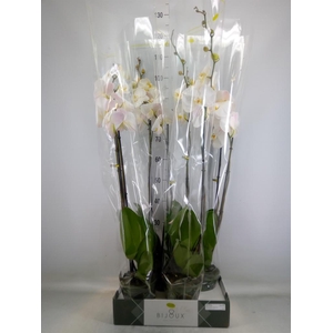 Phalaenopsis   ...white