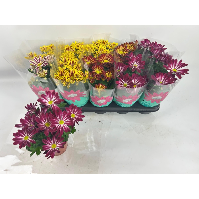 <h4>CHRYS GEM 2 KL BLOEM</h4>