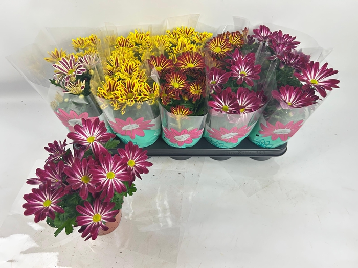 CHRYS GEM 2 KL BLOEM