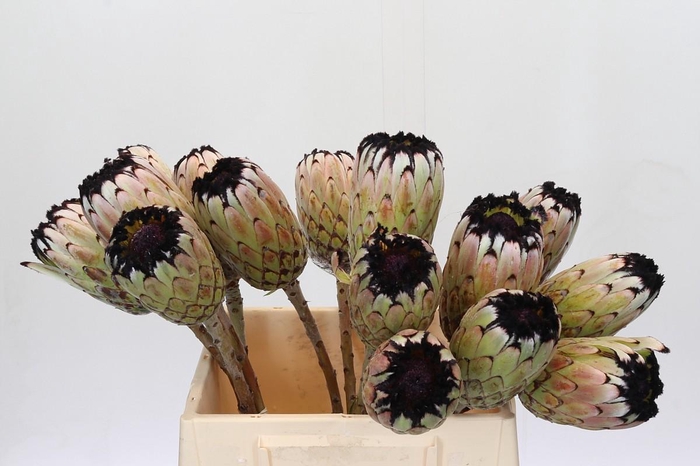 <h4>Protea Niobe No leaves</h4>