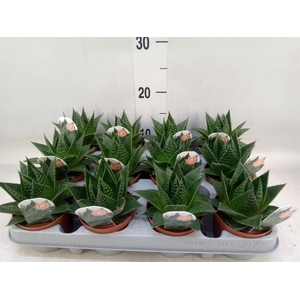 Aloe aristata 'Cosmo'