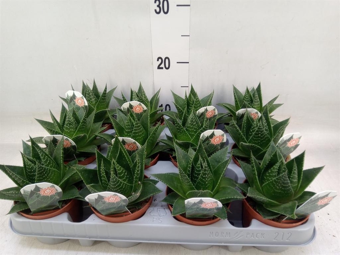 <h4>Aloe aristata 'Cosmo'</h4>