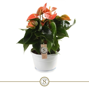 Schaal Napoli 20cm Orange Champion