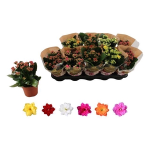 KALAN CALAN MIX ROSALINA P12