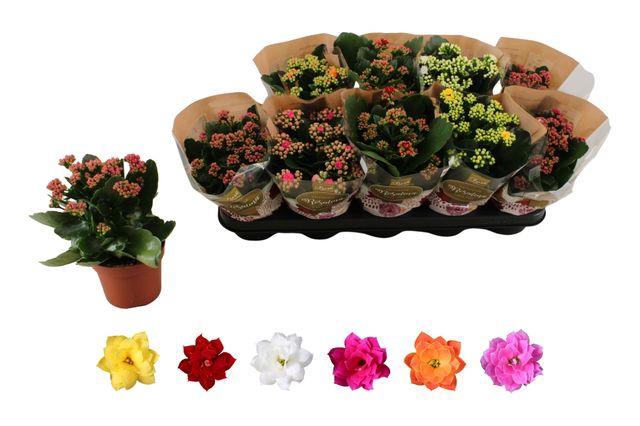 <h4>KALAN CALAN MIX ROSALINA P12</h4>