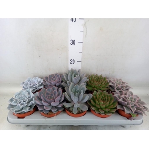 Echeveria   ...mix