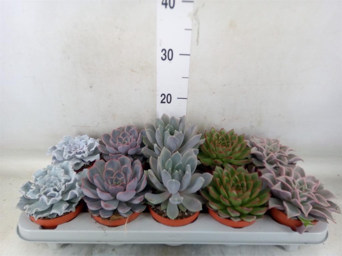 <h4>Echeveria   ...mix</h4>