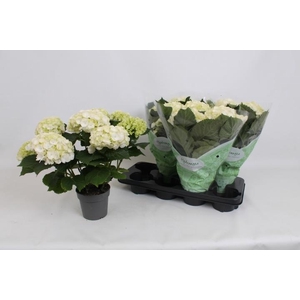 HYDR M CRYSTAL PALAC