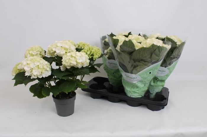 <h4>HYDR M CRYSTAL PALAC</h4>