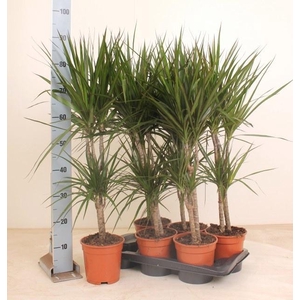 DRA MARGINATA